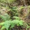 Plants: image 78 Of 208 Thumb
